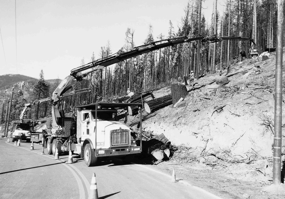 Knuckleboom loader removing fire-killed hazard trees from a highway cut slope with traffic cones