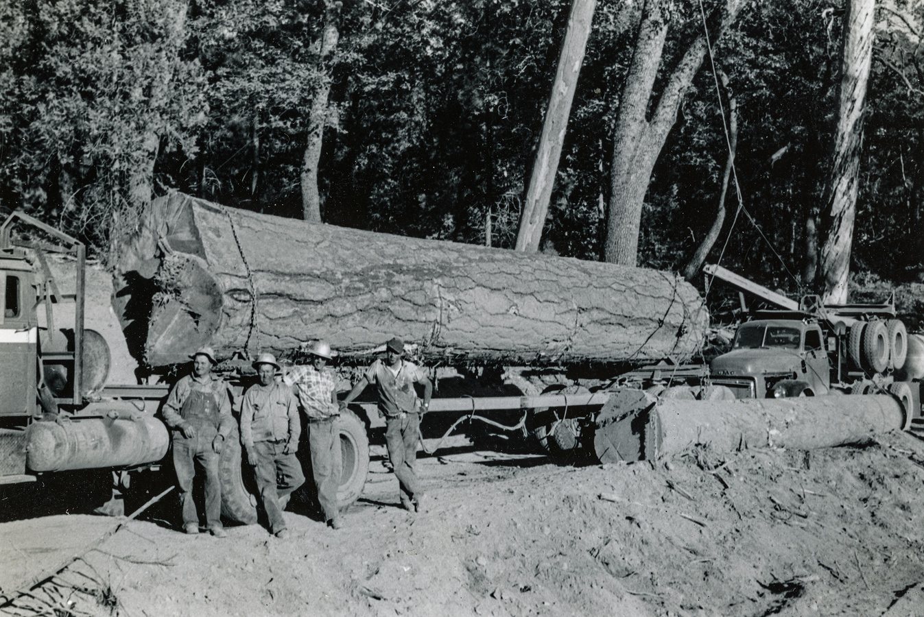 Four loggers standing beside a truck carrying a single old-growth log, circa 1950