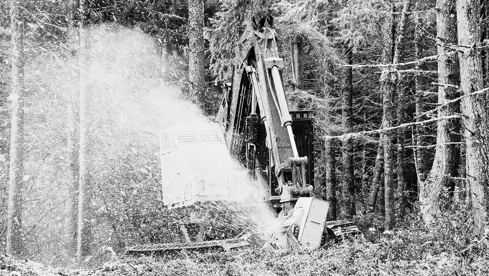 Tracked mulcher throwing a plume of wood chips while grinding standing vegetation