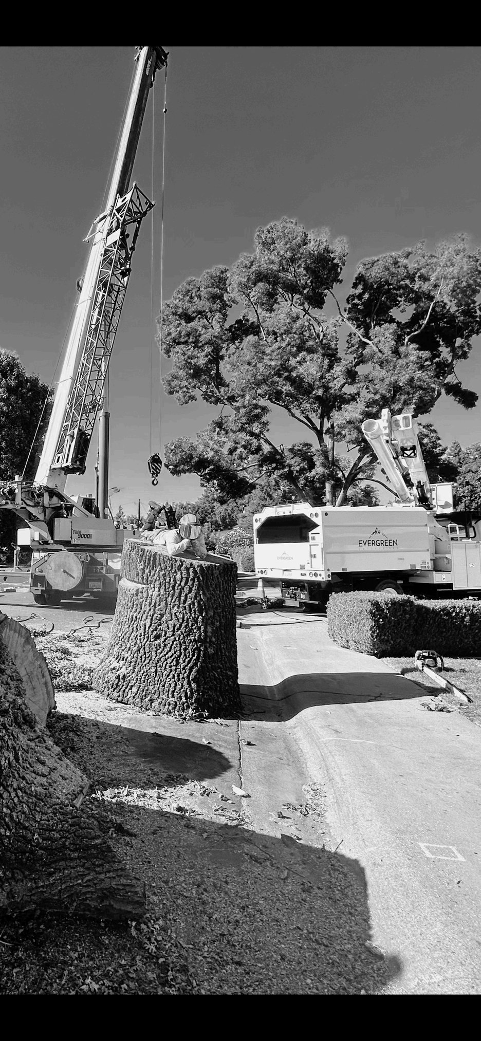 Crane and Evergreen bucket truck completing a large tree removal on a residential street